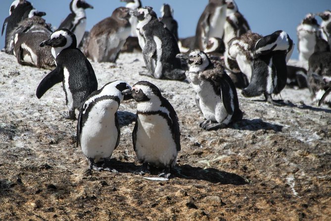 Half Day Boulders Penguins and Cape Point Small Group Tour - Old Cape Point lighthouse: the Two Oceans story you can picture