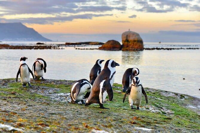 Half Day Boulders Penguins and Cape Point Small Group Tour - False Bay coastline stops: Muizenberg and St James Beach hut photos