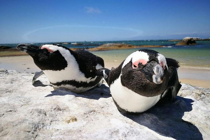 Half-Day Cape Peninsula Tour from Cape Town - Optional Boulders Beach Penguin Colony: short stop, ticket not included