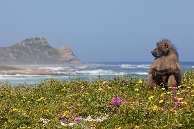 Half day Cape Point Sightseeing Tour with Penguins from Cape Town - Cape Point Nature Reserve: included time and real wildlife odds
