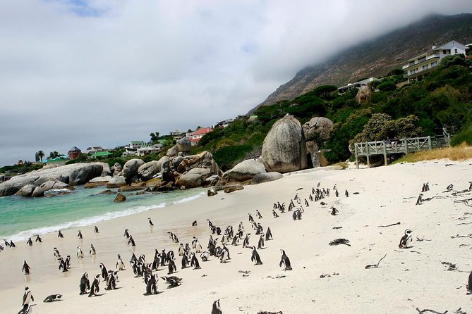 Half day Cape Point Sightseeing Tour with Penguins from Cape Town - Boulders Beach penguins: worth it, but treat it as optional