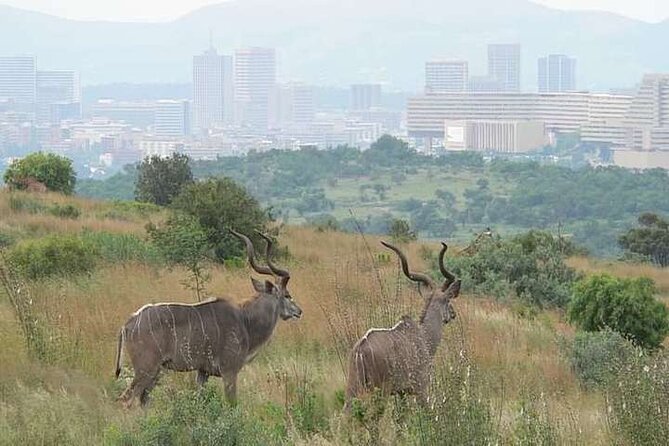 Half Day E-Biking with Wildlife Watching in Pretoria - Key highlights to look for