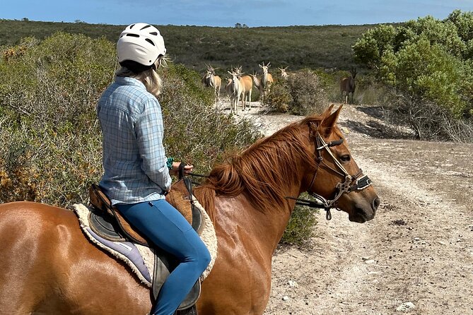 Half day Horse back safari - Why this West Coast horse safari feels special so fast