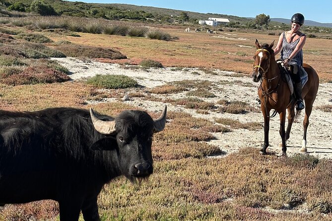 Half day Horse back safari - Rondeberg Farms start: gear, safety, and getting comfortable