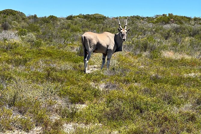 Half day Horse back safari - What to pack and when to go for the best experience
