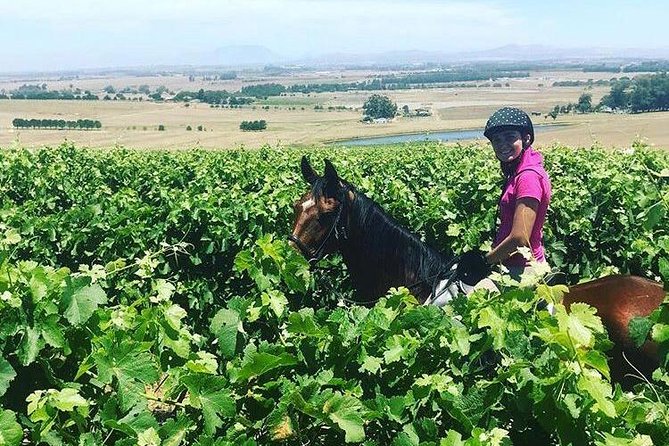 Half Day Horseback Wine Tour - Timing and Pace: How the Day Feels in 5 Hours