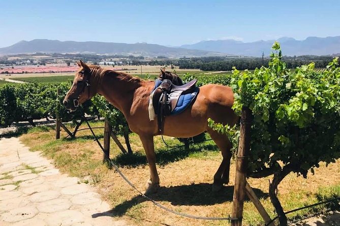 Half Day Horseback Wine Tour - Price and Value: What $223 Really Buys You