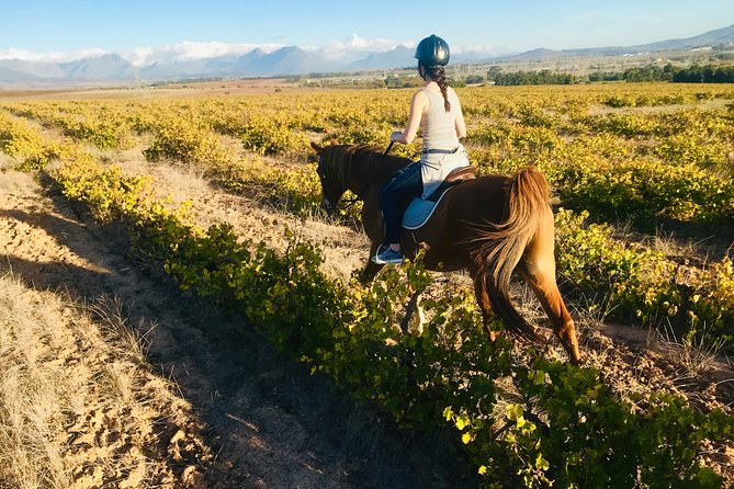 Half Day Horseback Wine Tour - What the Guide Brings to the Day