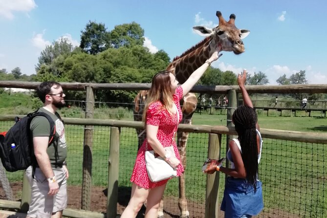 Half Day Lion and Safari Park Tour - Key highlights before you go