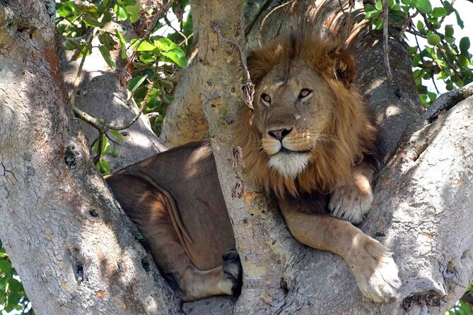 Half Day Lion and Safari Park Tour - Price and Value, Including What Is Not Included