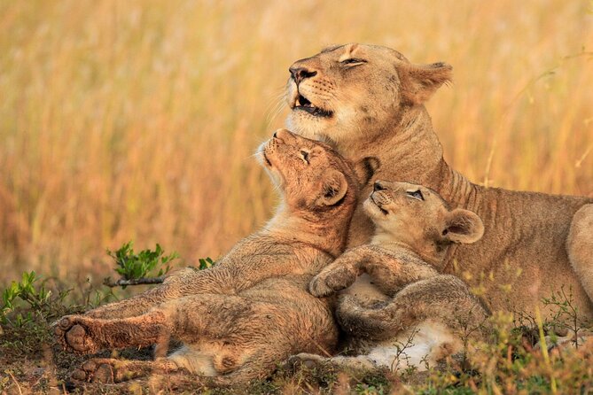 Half Day Lion and Safari Park Tour - What to Bring and Expect During a 4-Hour Safari Run