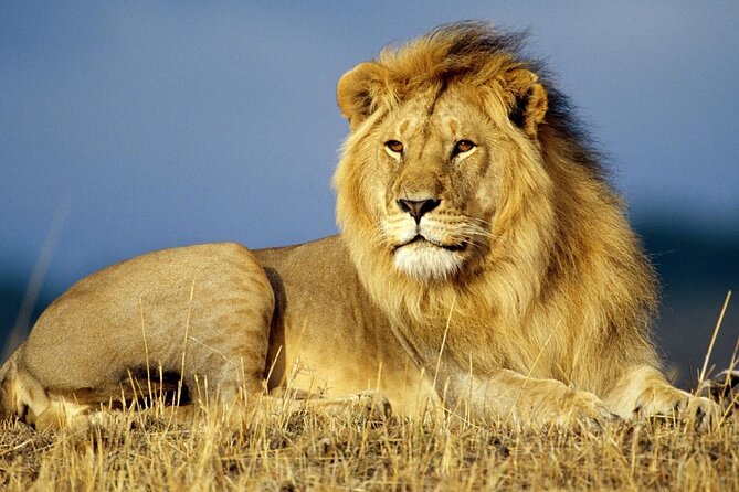 Half Day Lion and Safari Park Tour - Should You Book This Half Day Tour?
