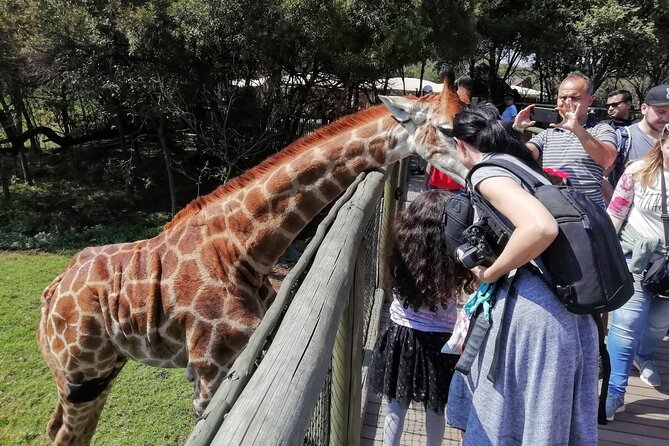 Half Day Lion and Safari Park Tour - Pickup From Johannesburg and Pretoria Hotels, Plus Small Group Comfort