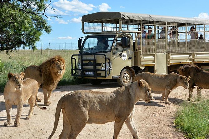 Half Day Lion Park tour from Johannesburg or Pretoria - Key things to know before you go