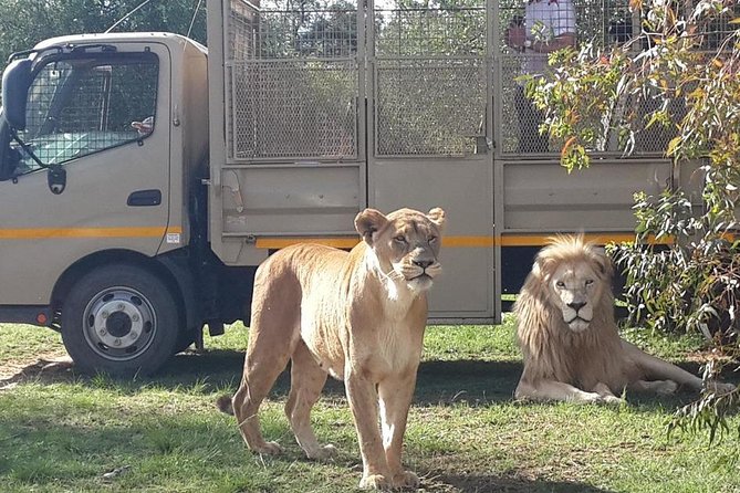 Half Day Lion Park tour from Johannesburg or Pretoria - Half-Day Safari From Johannesburg: The real value is the no-car plan