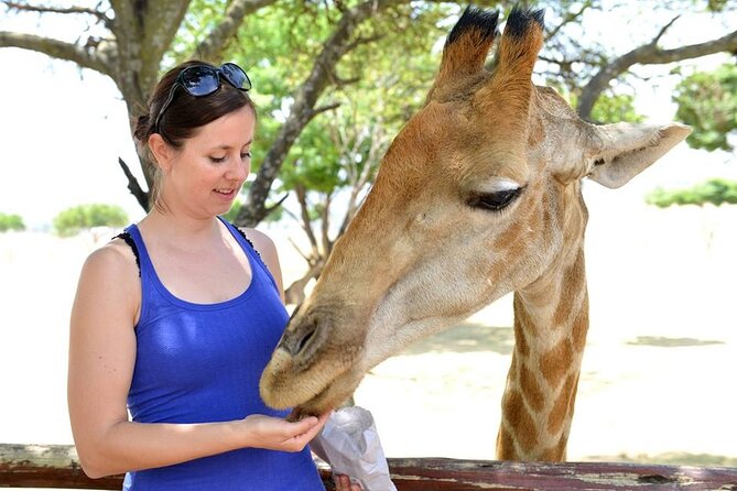 Half Day Lion Park tour from Johannesburg or Pretoria - Comfort, timing, and group size: how the day stays manageable