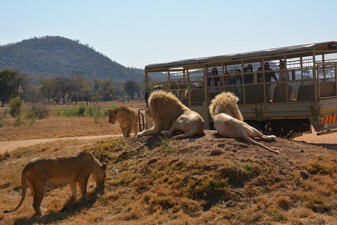 Half Day Lion Park tour from Johannesburg or Pretoria - Price and value check: is $100.65 really a good deal?