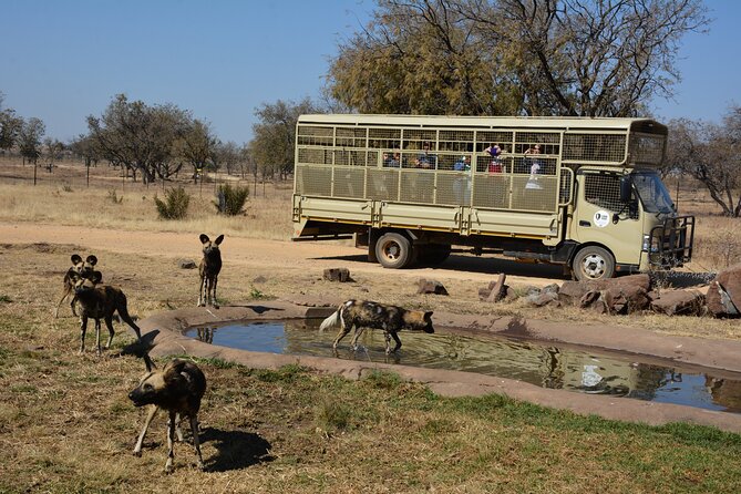 Half Day Lion Park tour from Johannesburg or Pretoria - Who should book this tour, and who might skip it
