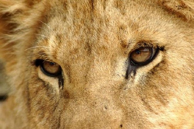 Half Day Lion Park tour from Johannesburg or Pretoria - White lions, cheetahs, hyenas, and wild dogs: what you should realistically expect