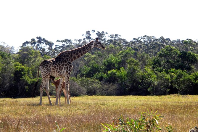 Half-Day Port Elizabeth & Kragga Kamma Reserve - Kragga Kamma Game Reserve: Big Five Clues in a Small Reserve
