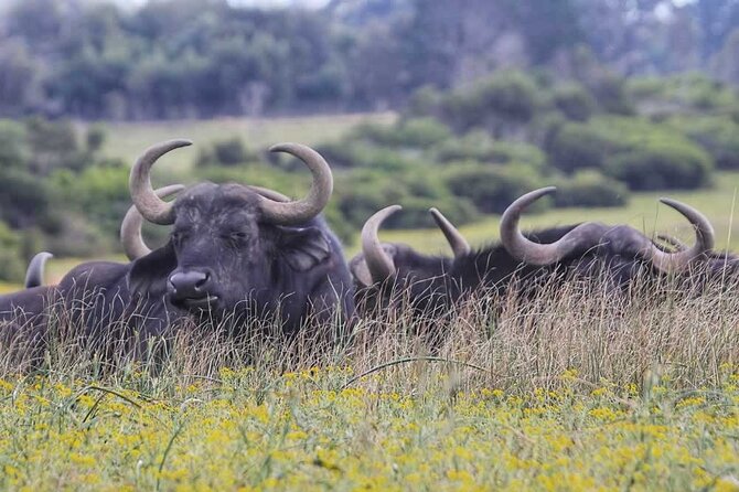 Half-Day Port Elizabeth & Kragga Kamma Reserve - Who This Tour Fits Best