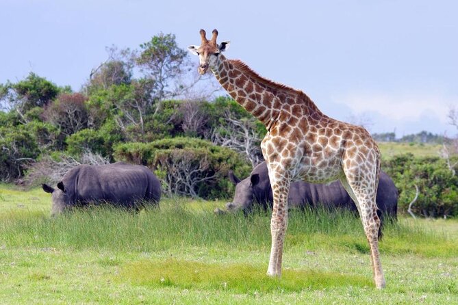 Half-Day Port Elizabeth & Kragga Kamma Reserve - Cape Recife Lighthouse Villa: Penguins First, Views Always