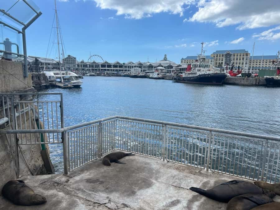Half Day Robben Island including Tickets and Transfers Tour - Robben Island plus Atlantic views, a mix that works
