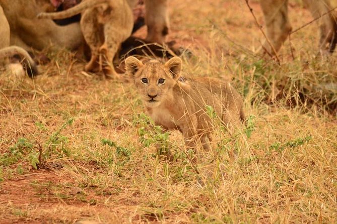 Half day safari from johannesburg - Key things I’d watch for before you go