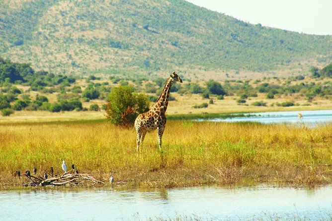 Half day safari from johannesburg - Price and Value: Is $162.92 a Good Deal?