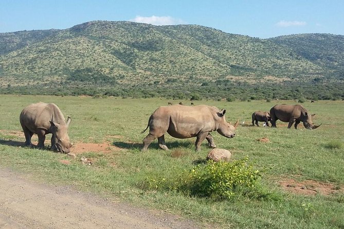 Half day safari from johannesburg - What’s Included, What’s Not, and What to Bring