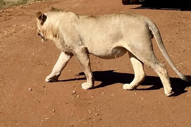 Half day safari from johannesburg - The 6-Hour Flow: Pickup, Lodge Time, and the Main 3-Hour Drive