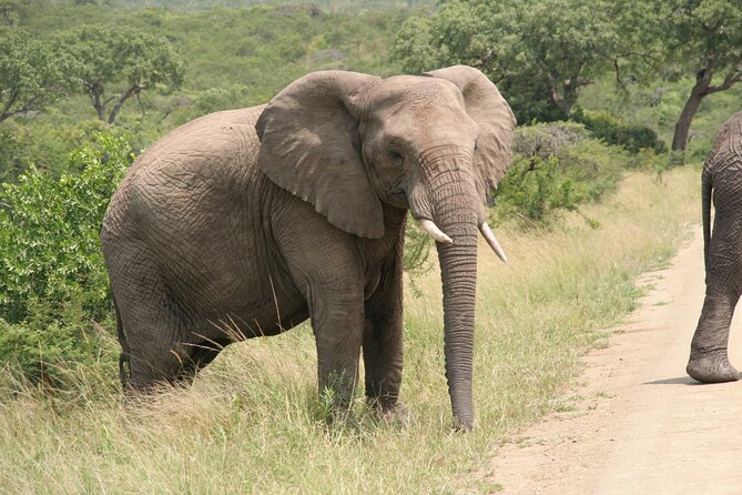 Half Day Safari Tour from Durban - Durban Pickup to KwaZulu-Natal Wildlife Fast