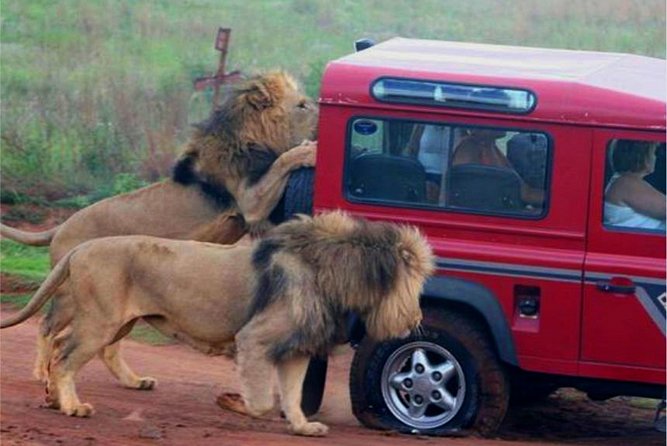 Half Day Safari Tour from Durban - Natal Lion Park: Lions, Elephants, and a Rhino Sanctuary Stop