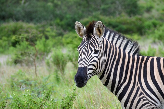 Half Day Safari Tour from Durban - Animals You’ll Actually Be Aiming For