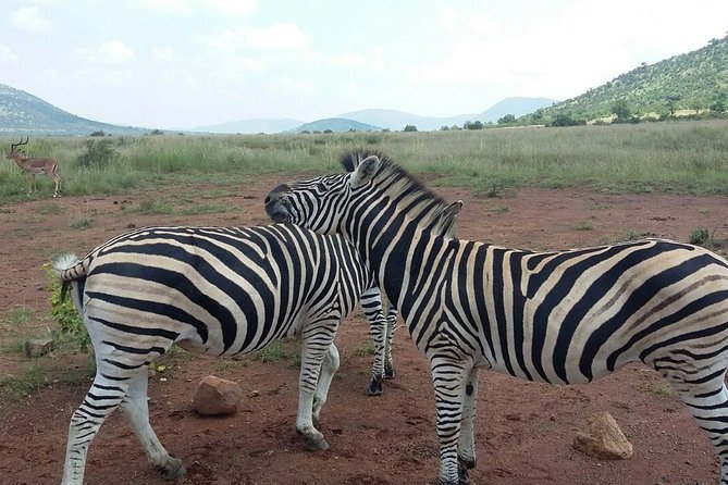 Half Day Safari Tour from Johannesburg - Your 3-hour ranger safari in Dinokeng Game Reserve