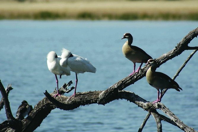 Half Day Safari Tour from Johannesburg - Why the guide matters more than you think