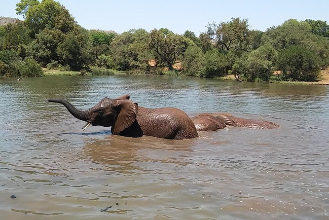 Half Day Safari Tour from Johannesburg - Price and value: what $223.80 buys you on this tour