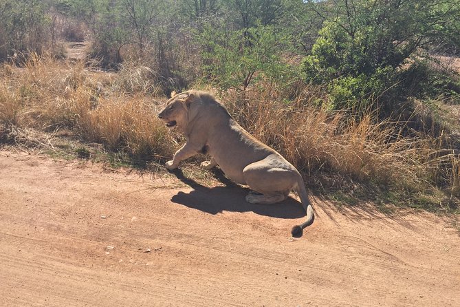 Half Day Safari Tour from Johannesburg - Timing and packing tips for a 7-hour Johannesburg to Pretoria safari day