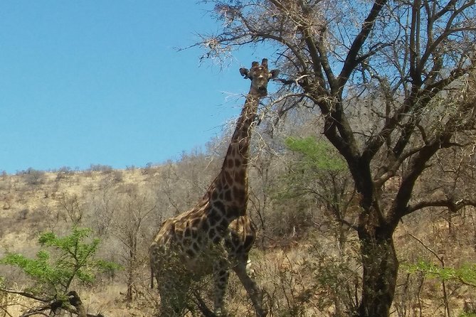 Half Day Safari Tour from Johannesburg - Should you book this half-day Dinokeng safari?