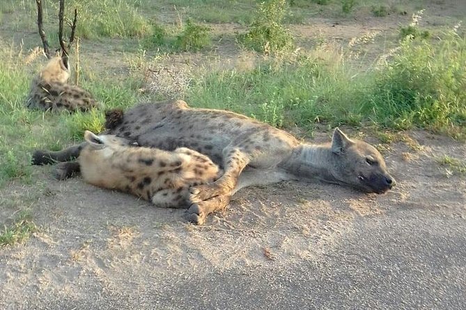 Half Day Safari Tour from Johannesburg - What animals you may spot, and how to set your expectations