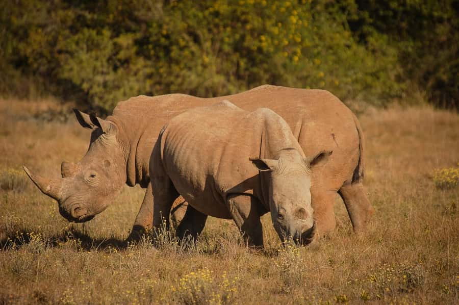 Half-Day Schotia Game Reserve (Open 4x4 Vehicle) - Key highlights you’ll care about