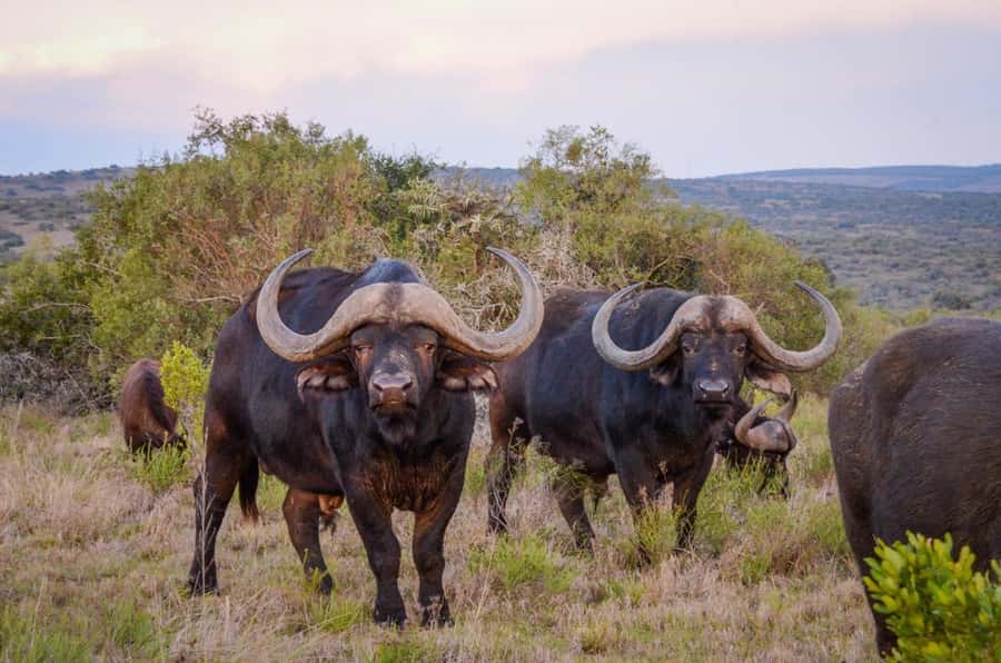 Half-Day Schotia Game Reserve (Open 4x4 Vehicle) - Big Five goals in five hours: how to think about sightings (and not panic)