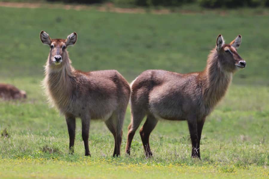 Half-Day Schotia Game Reserve (Open 4x4 Vehicle) - The game drive rhythm: what happens during the 4-hour guided portion