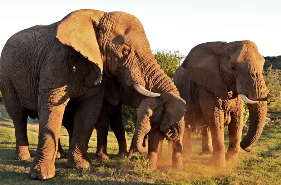 Half-Day Schotia Game Reserve (Open 4x4 Vehicle) - Nanaga Farm Stall stop: optional lunch that breaks up the ride