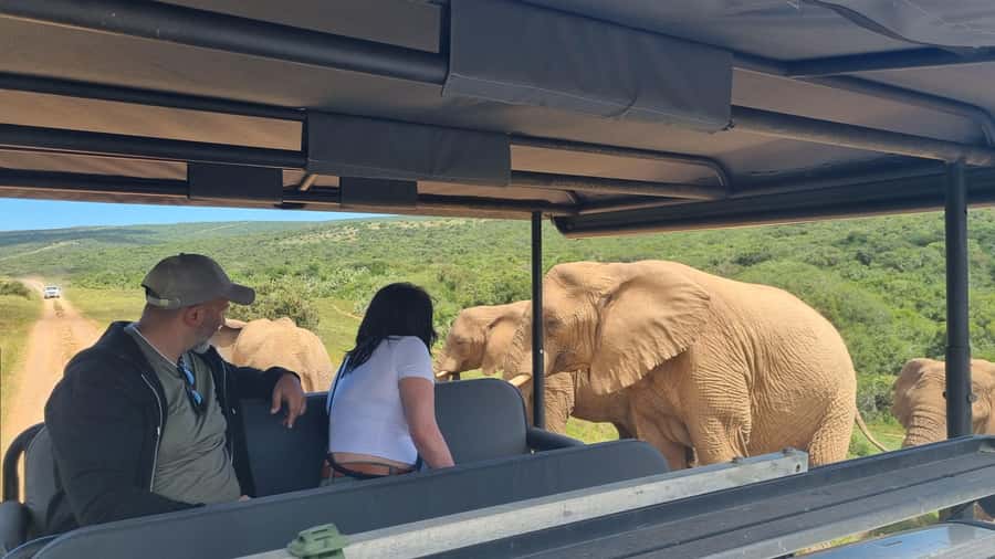 Half-Day Schotia Game Reserve (Open 4x4 Vehicle) - Price and value: what you get for $177 per person