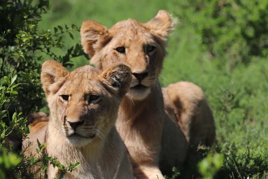 Half-Day Schotia Game Reserve (Open 4x4 Vehicle) - Who this safari fits best (and who should skip it)