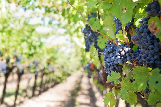 Half-Day Stellenbosch Winelands Tour from Cape Town - Price and Value: Is $75.92 for a Half-Day Winelands Tour a Good Deal?