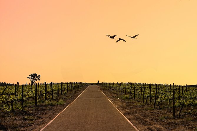 Half-Day Stellenbosch Winelands Tour from Cape Town - Stop 1 in Stellenbosch: A Short Old-Town Orientation