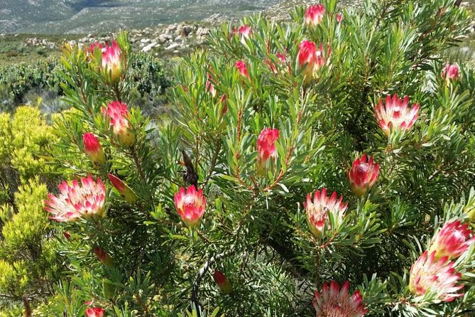 Half-Day Swartberg Pass PRIVATE Tour (including lunch & transfer - Oudtshoorn) - Lunch included: a small comfort that protects the rest of your day
