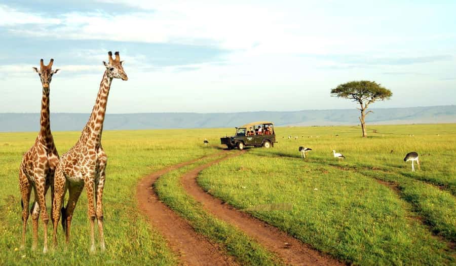 Half Day Tala Game Reserve & Natal Lion Park from Durban - Key things to know before you go